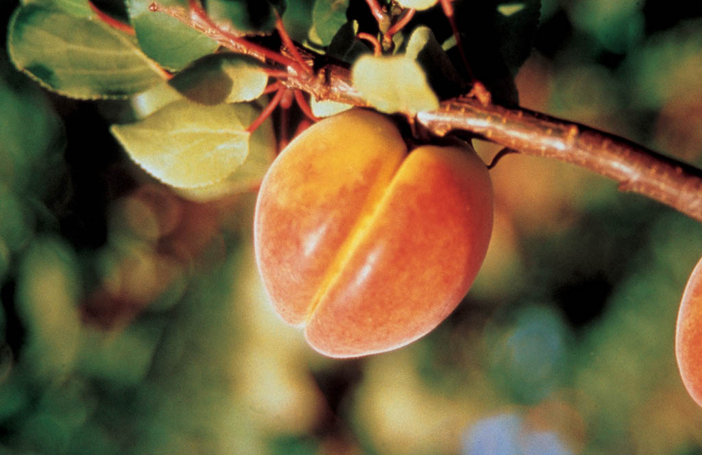 Πυρηνόκαρπα